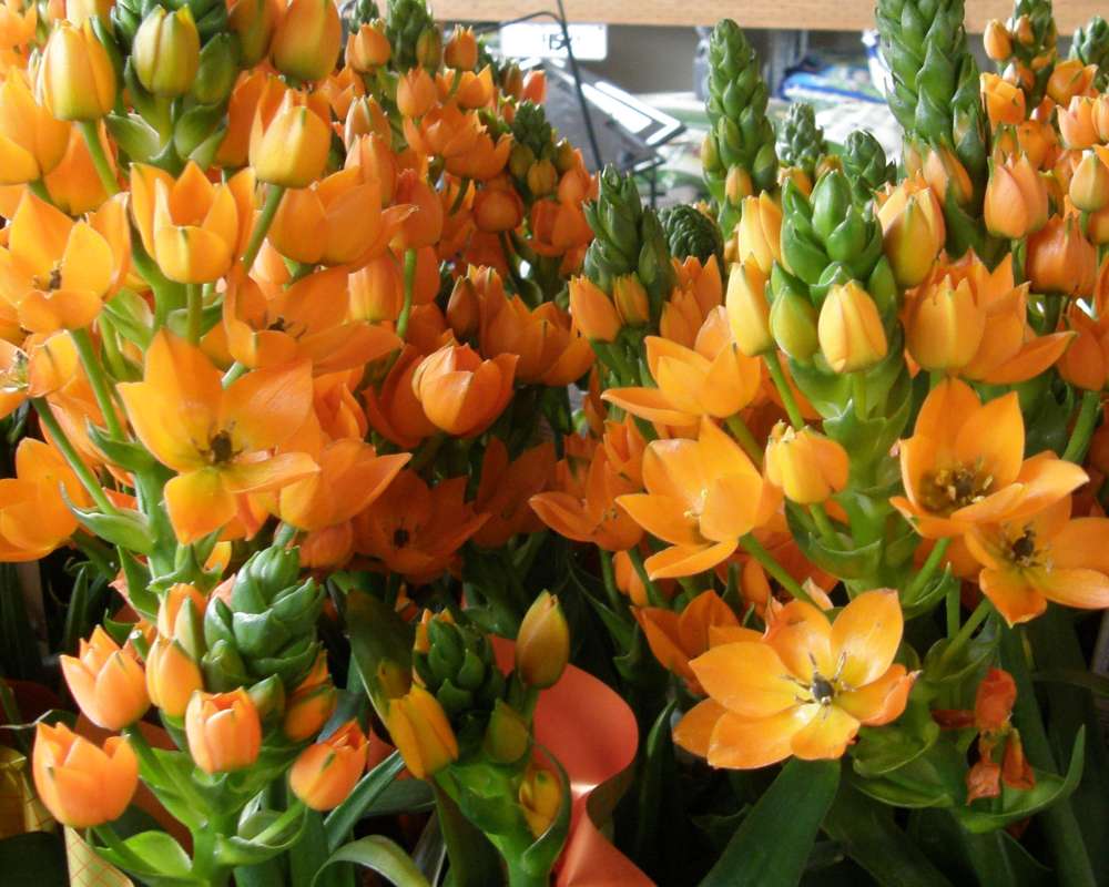 Top of Plants in Bloom<br>(Location of Picture: Commerical, Washington, USA, 2010)
