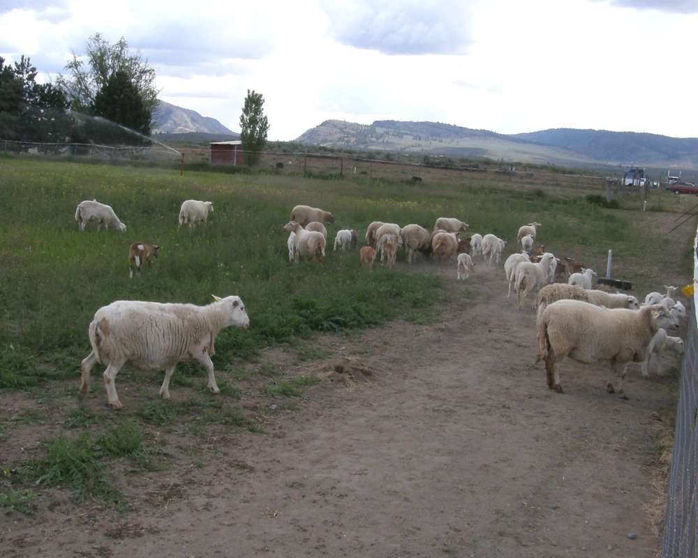 Ranch View<br>(Location of Picture: Omak, Washington, USA, 2010)