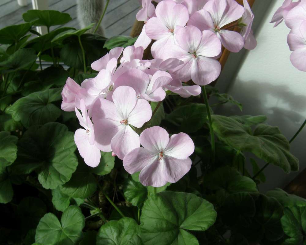 Pink Flowers<br>(Location of Picture: Private Garden, Washington, USA)