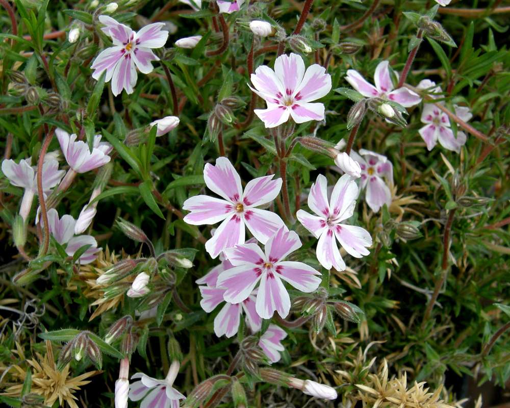 Pink and White Flowers<br>(Location of Picture: Shady Creek, Washington, USA, 2010)