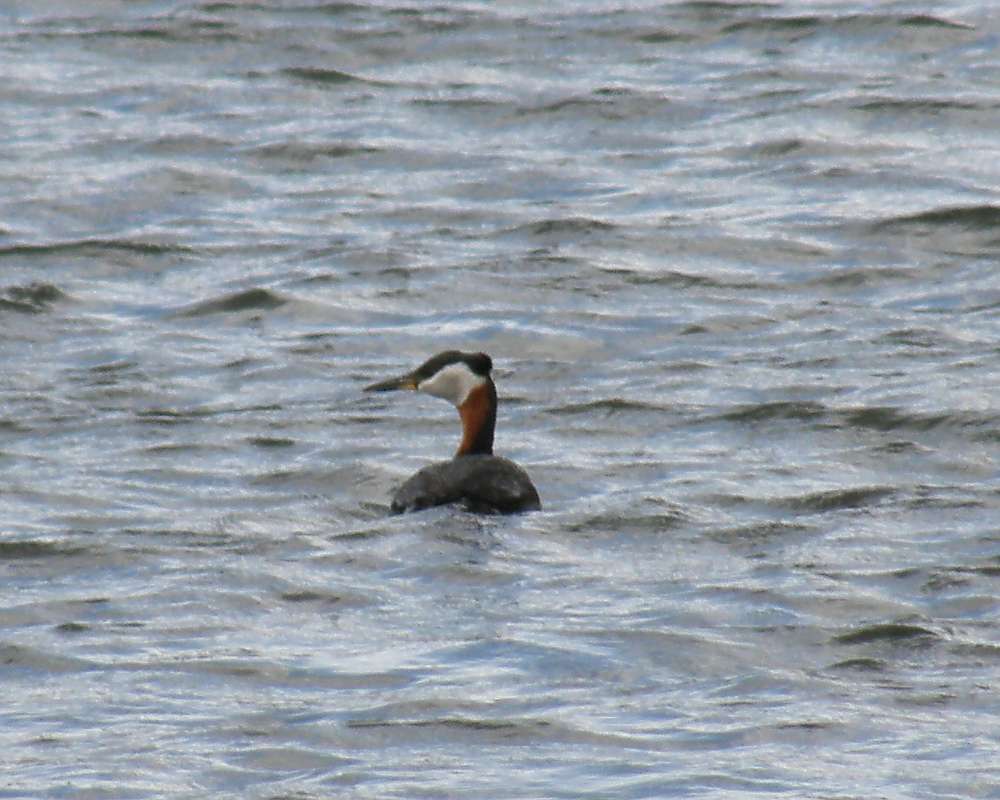 On Water, ssp holboellii<br>(Location of Picture: Spectacle Lake, Wa.,, USA, 2010)