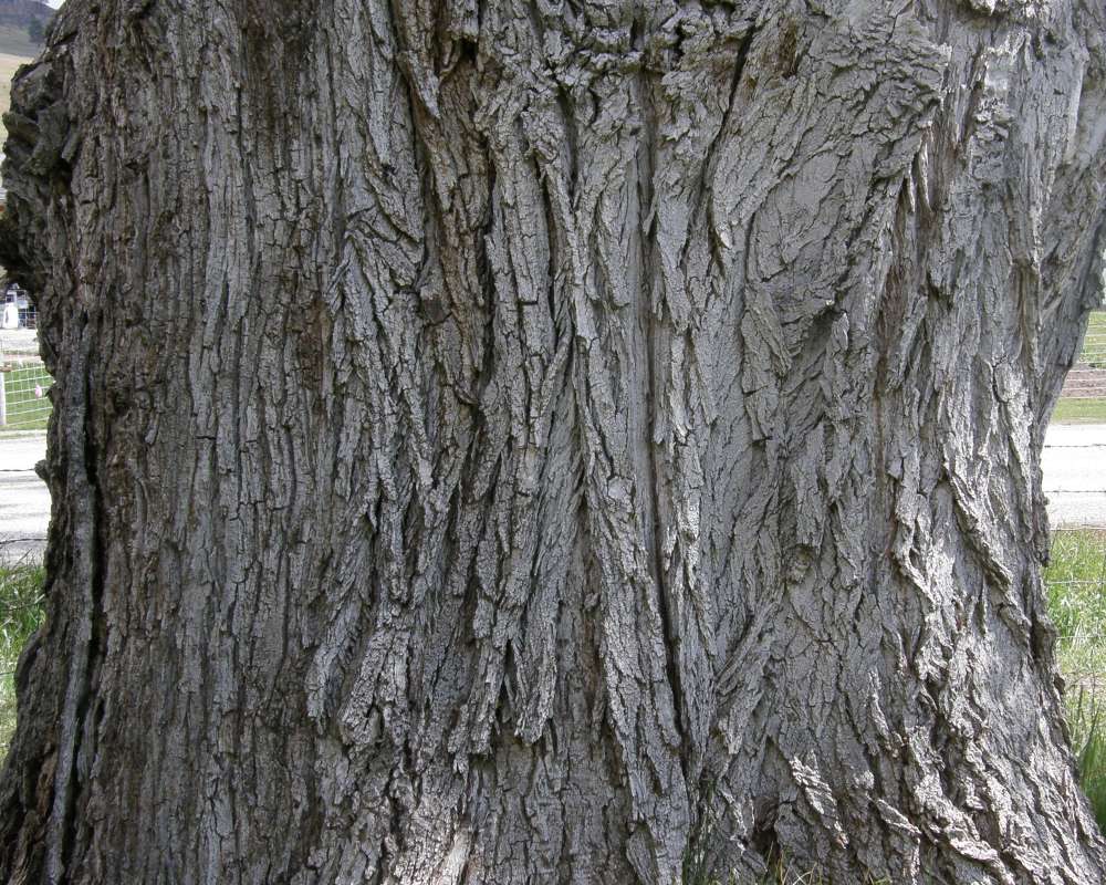 Bark<br>(Location of Picture: Okanogan, Washington, USA, 2010)