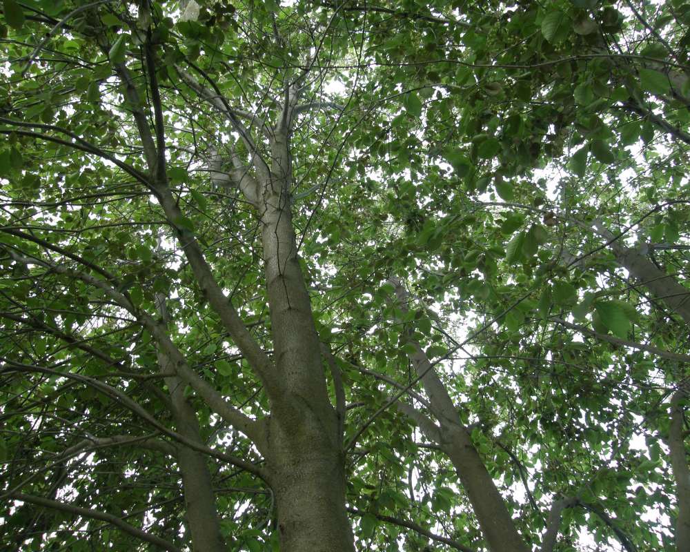 Limbs<br>(Location of Picture: Okanogan, Washington, USA, 2010)