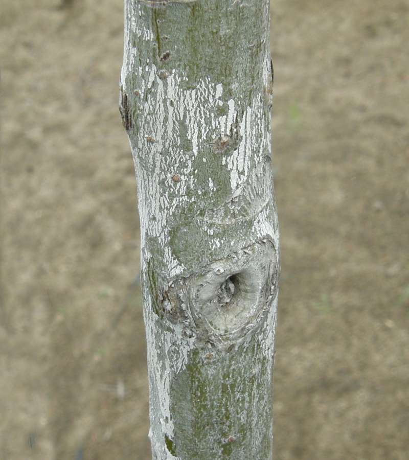 Bark<br>(Location of Picture: Bakers Acres, Washington, USA, 2010)