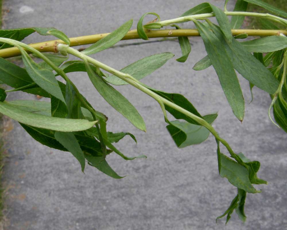 Leaves<br>(Location of Picture: Ornamental, Conconully, Wa., USA)
