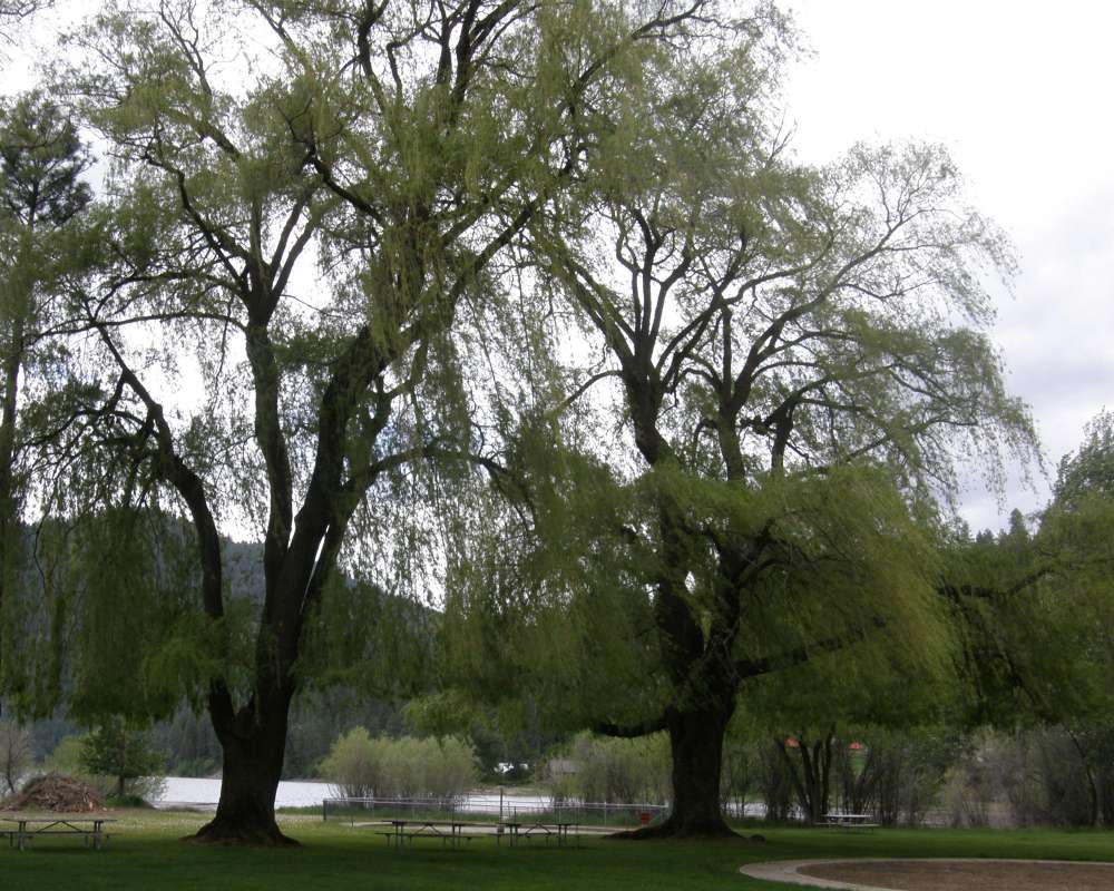 Silhouette<br>(Location of Picture: Ornamental, Conconully, Wa., USA)