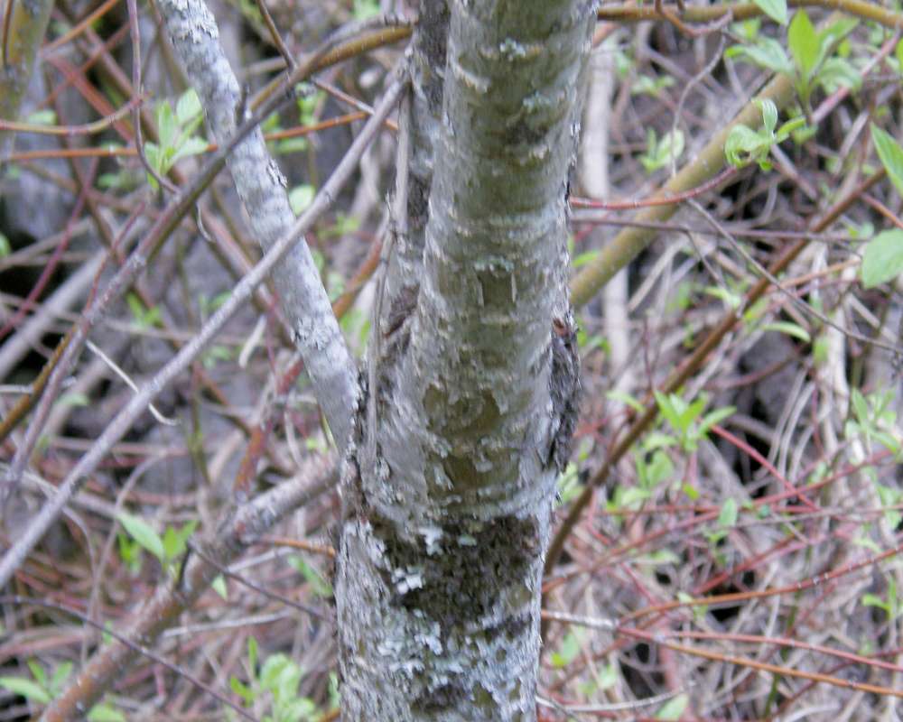 Bark<br>(Location of Picture: Rock Creek, Washington, USA, 2010)