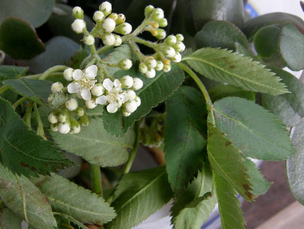 Flower<br>(Location of Picture: Rock Creek, Washington, USA, 2010)