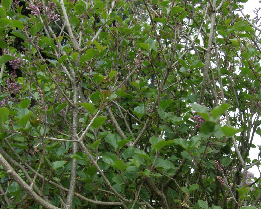 Twigs<br>(Location of Picture: Bakers Acres, Washington, USA, 2010)