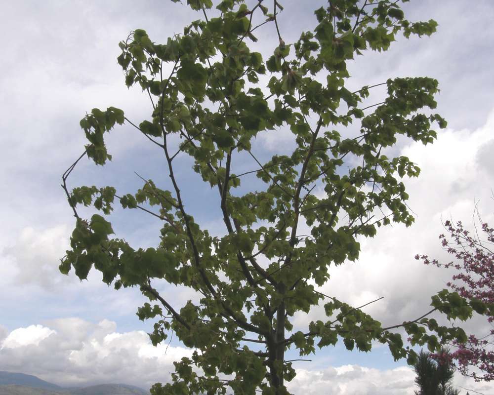 Top of Tree<br>(Location of Picture: Shady Creek, Washington, USA, 2010)