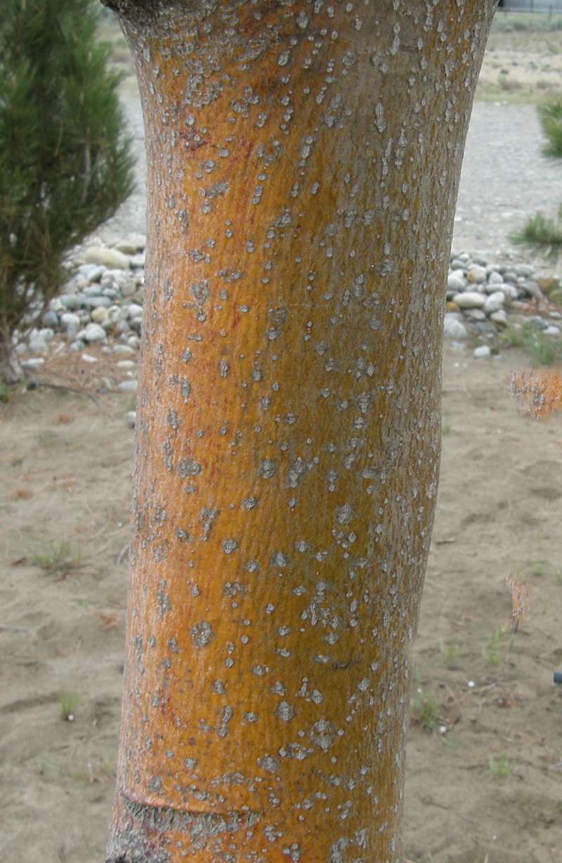 Bark<br>(Location of Picture: Shady Creek, Washington, USA, 2010)