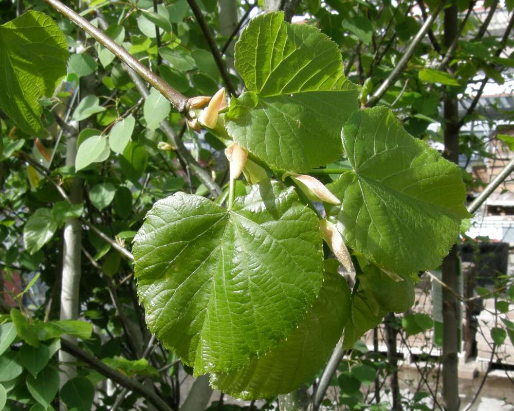 Leaf<br>(Location of Picture: Commericial, Washingoton, USA, 2010)