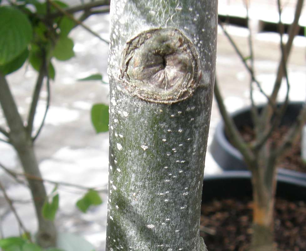 Bark<br>(Location of Picture: Commericial, Washingoton, USA, 2010)