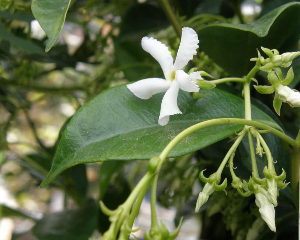 Leaf and Flower<br>(Location of Picture: Commerical, Washington, USA, 2010)