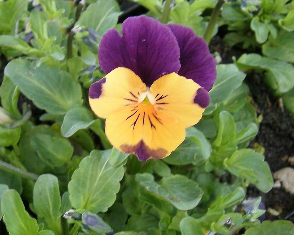 Leaves and Flowers<br>(Location of Picture: Commercial, Washington, USA, 2010)