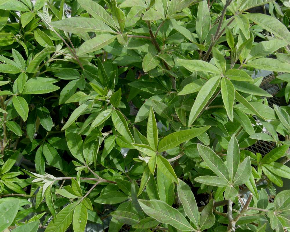 Leaves<br>(Location of Picture: Commerical, Washington, USA, 2010)