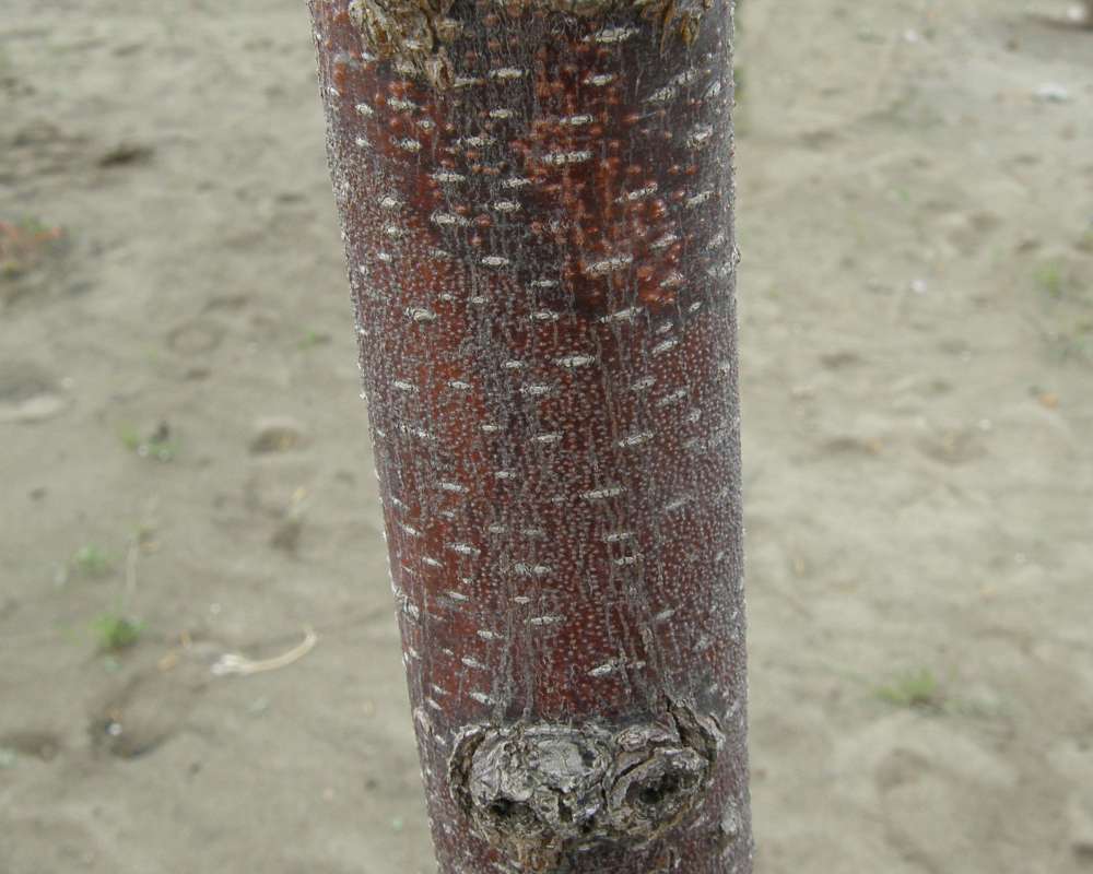 Young Bark<br>(Location of Picture: Shady Creek, Washington, USA, 2010)
