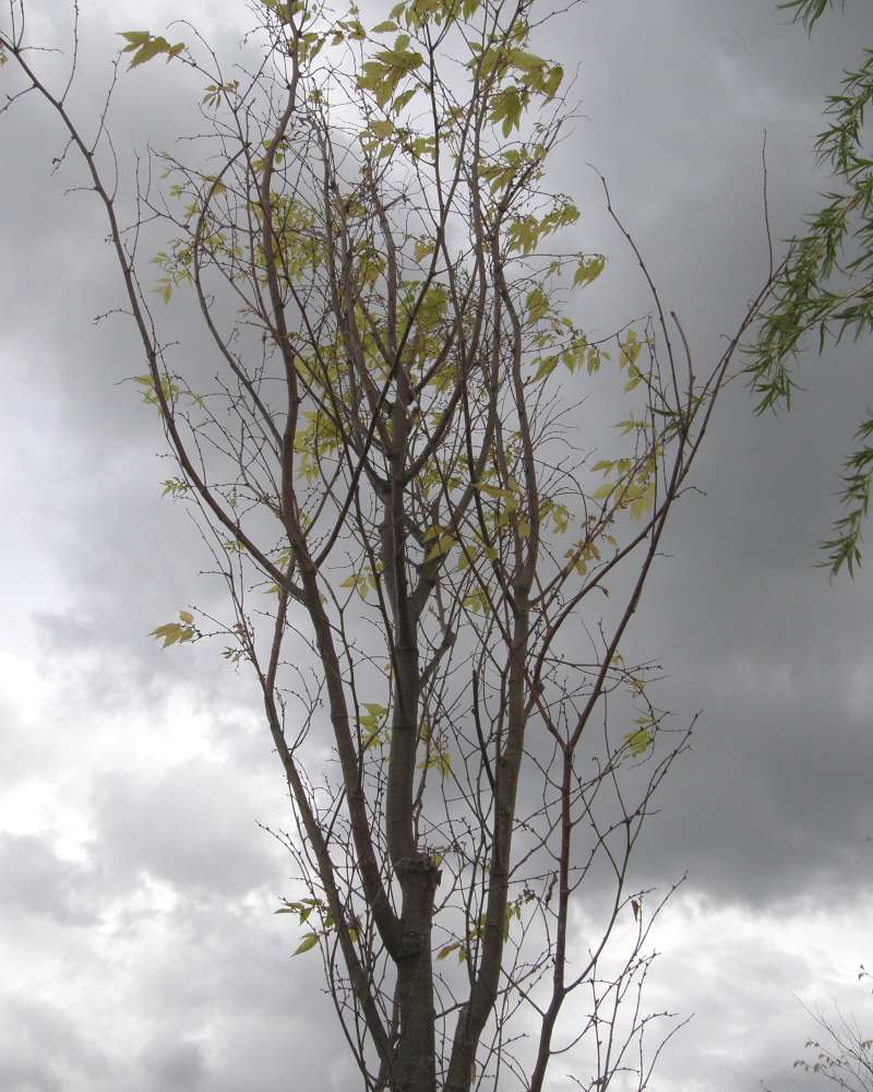 Silhouette<br>(Location of Picture: Shady Creek, Washington, USA, 2010)