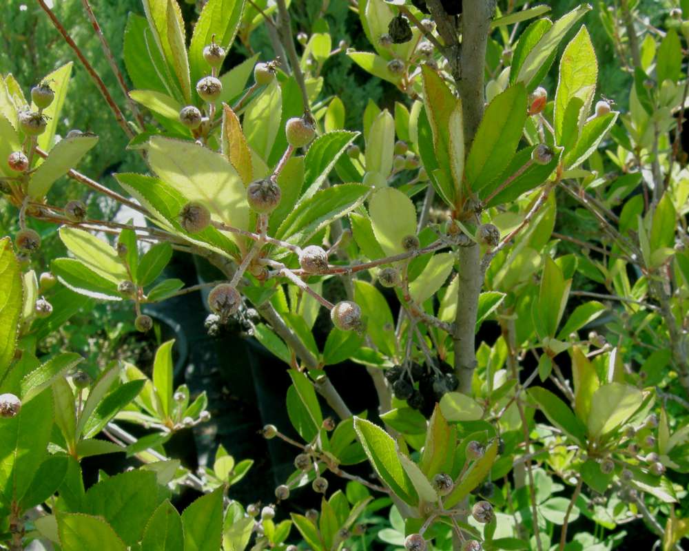 Fruit with Stem<br>(Location of Picture: Shady Creek Nursery, Wa. USA, 2010)