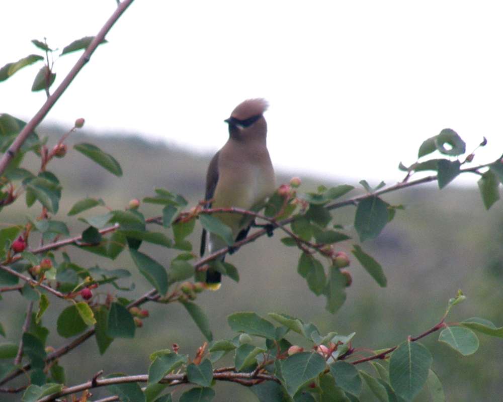 Habitat - Angle View<br>(Location of Picture: Okanogan, Wa., USA. 2010)
