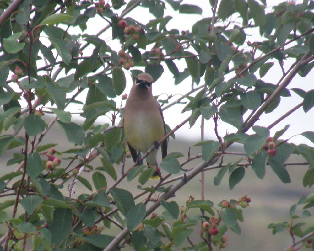 Habitat - Front View<br>(Location of Picture: Okanogan, Wa., USA. 2010)