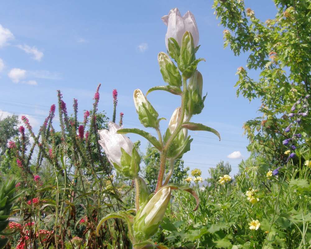 Pre-Bloom<br>(Location of Picture: Shady Creek, Washington, USA, 2010)