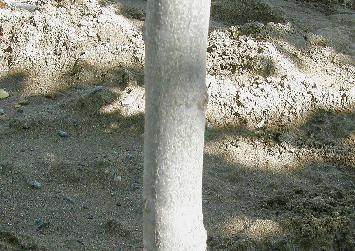Bark