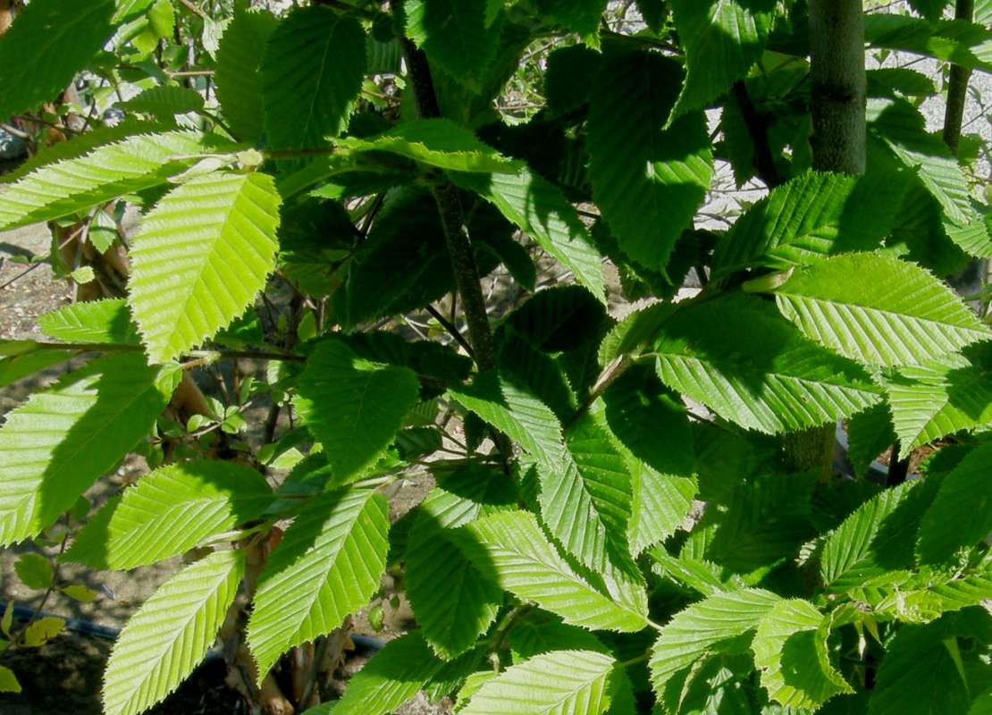 Leaves