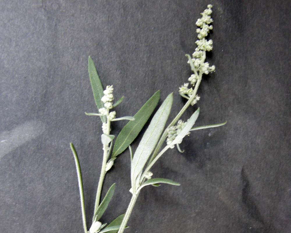 Top of Plant in Bloom<br>(Location of Picture: Okanogan, Wa., USA, 2010)