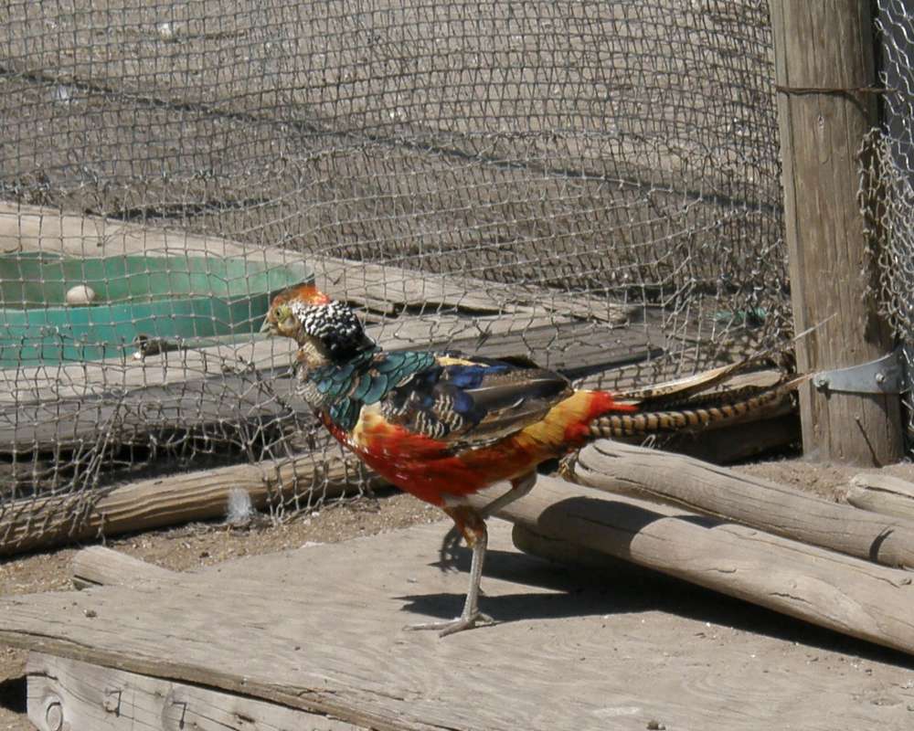 In cage on farm, male<br>(Location of Picture: Okanogan, Wa.,USA, 2010)