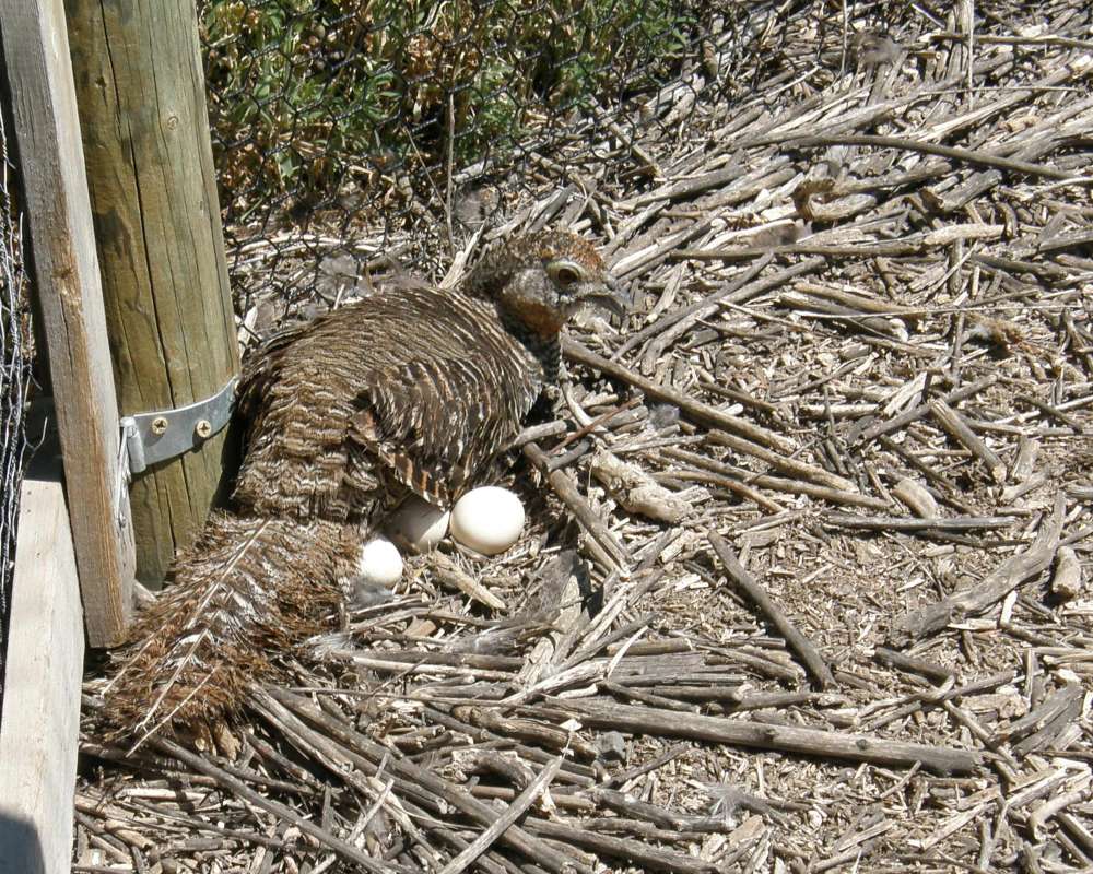In cage on farm, female<br>(Location of Picture: Okanogan, Wa.,USA, 2010)