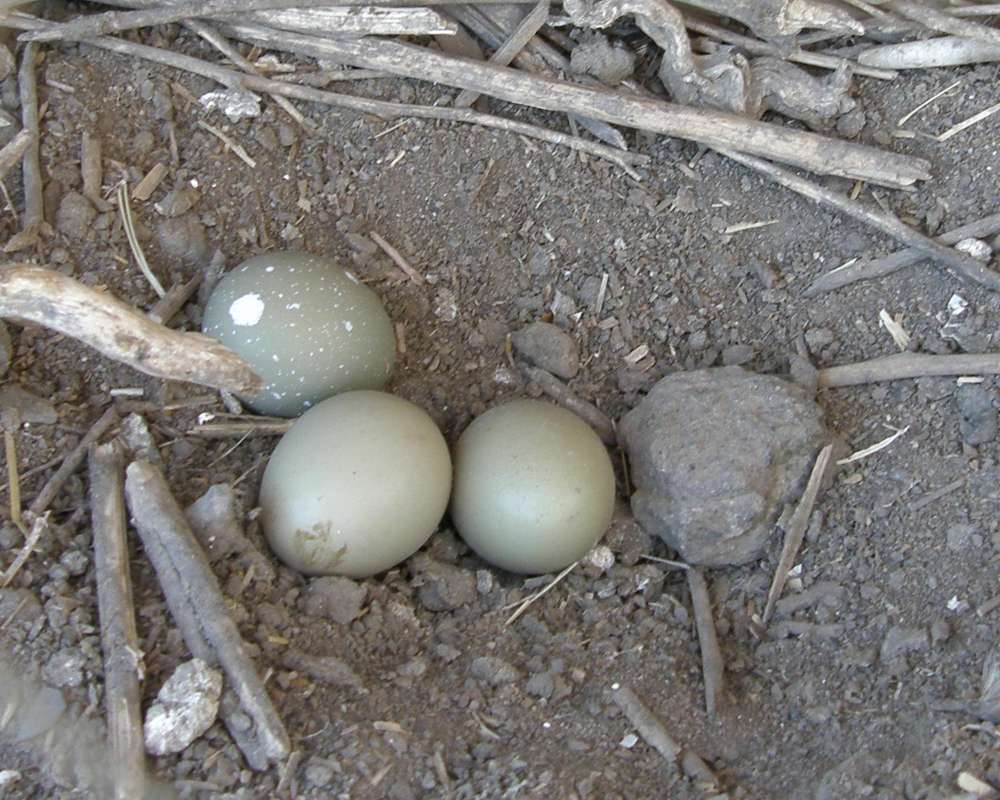 Eggs on Farm<br>(Location of Picture: Okanogan, Wa.,USA, 2010)