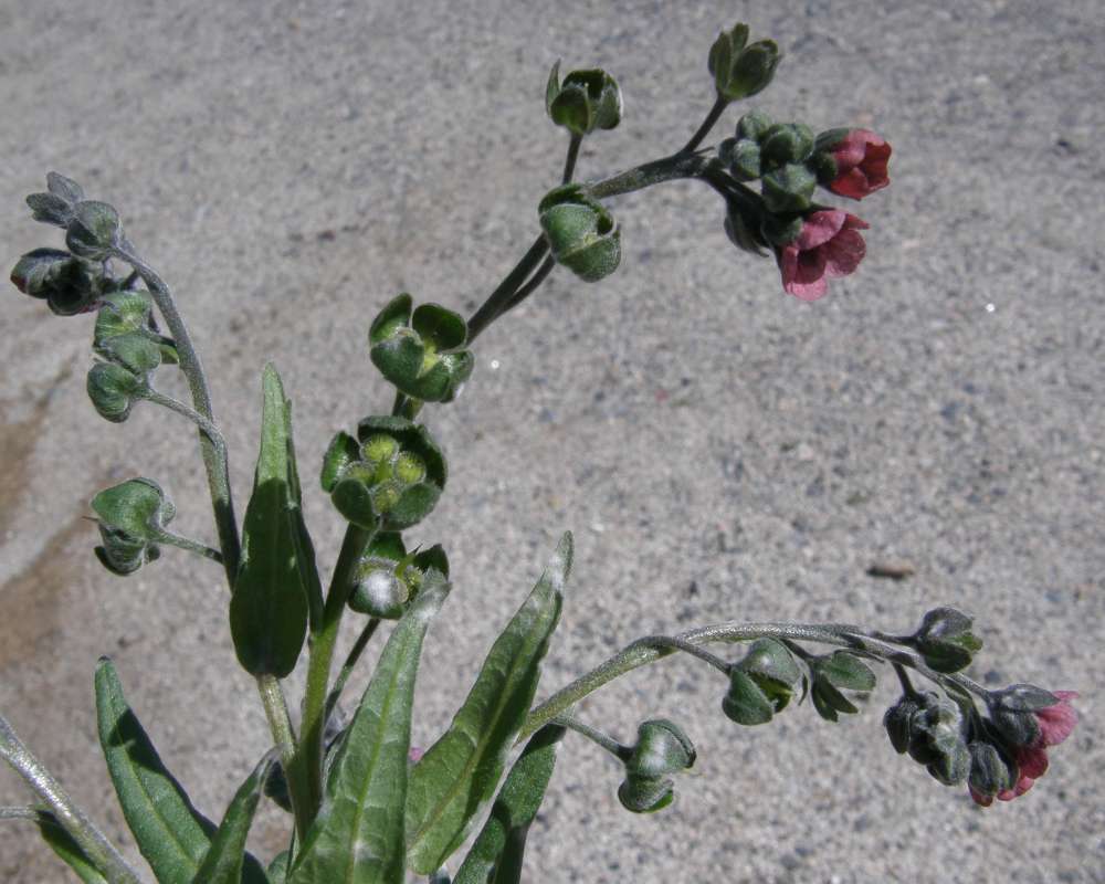 Seed Head<br>(Location of Picture: Okanogan, Washington, USA, 2010)