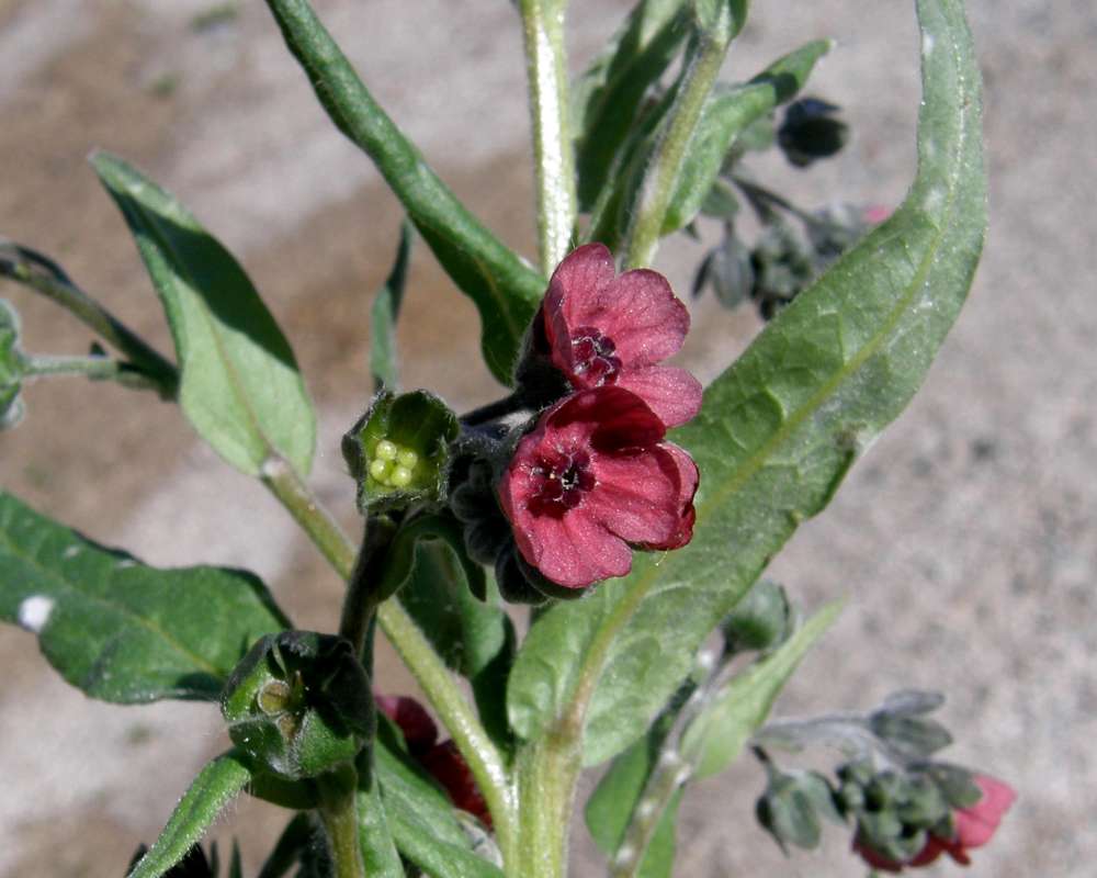 Leaf and Flower<br>(Location of Picture: Okanogan, Washington, USA, 2010)