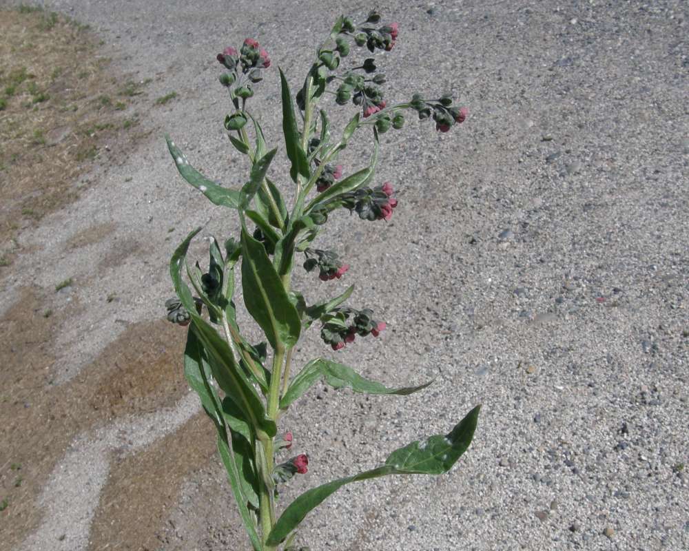 Top of Plant in Bloom<br>(Location of Picture: Okanogan, Washington, USA, 2010)