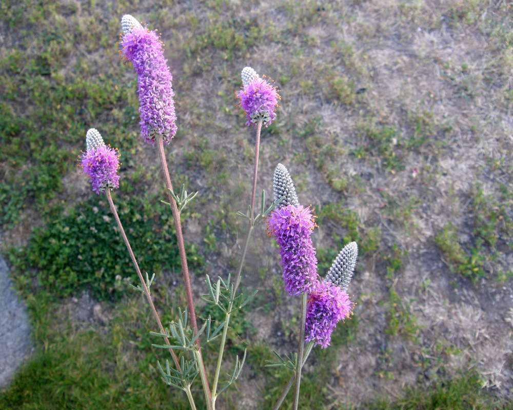 Top in Bloom<br>(Location of Picture: Omak, Washington, USA, 2010)
