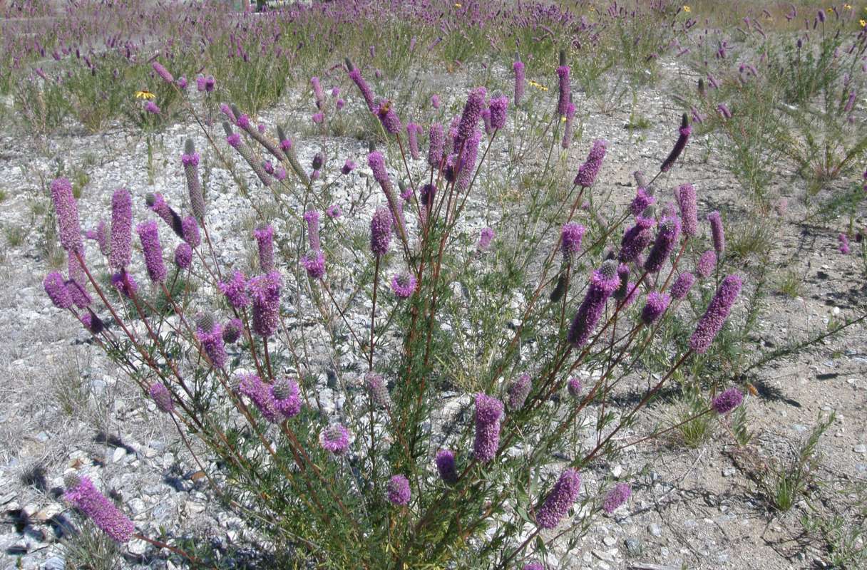 Sihouette<br>(Location of Picture: Omak, Washington, USA, 2010)