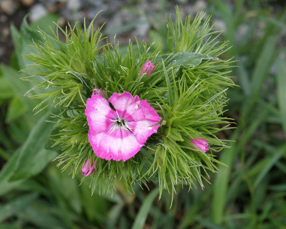 Pink Flower<br>(Location of Picture: Private Garden, Okanogan, Wa, 2010)