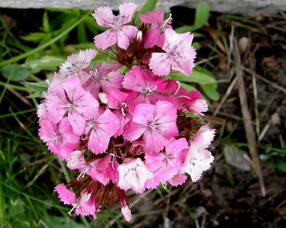 Pink Flower Head<br>(Location of Picture: Private Garden, Okanogan, Wa, 2010)
