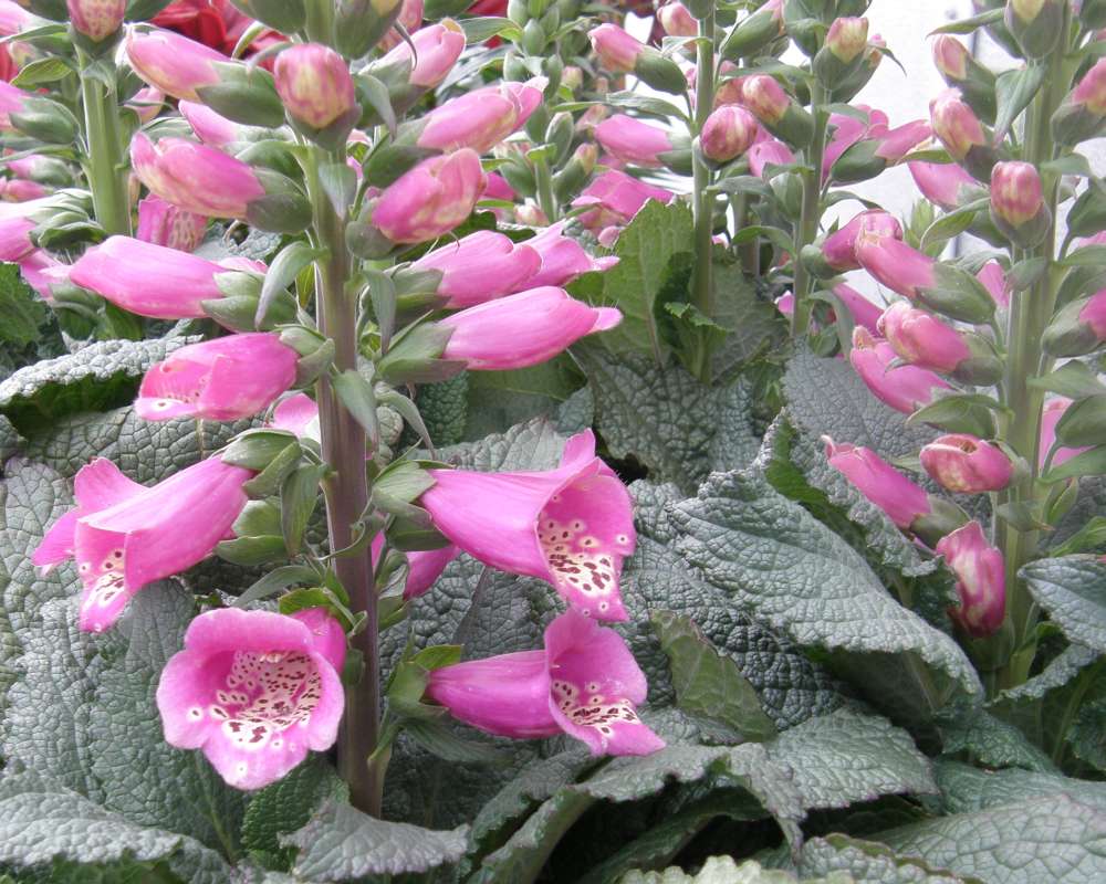 Top of Plant in Bloom<br>(Location of Picture: Private Garden, Okanogan, Wa., 2010)