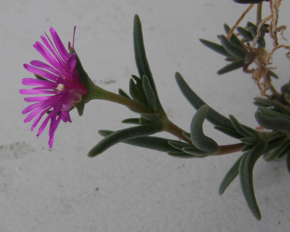 Flower - Side View<br>(Location of Picture: Garden, Okanogan, Washington, 2010)