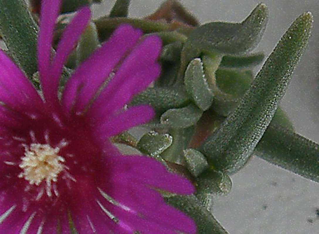 Leaf<br>(Location of Picture: Garden, Okanogan, Washington, 2010)