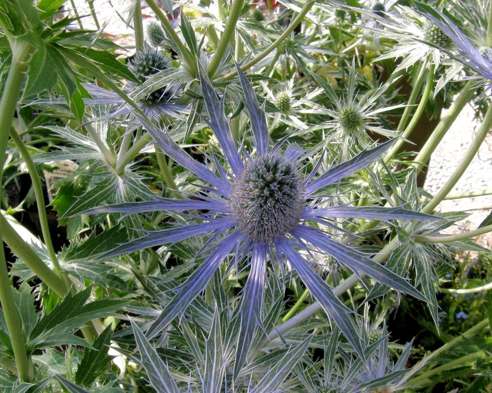 Flower Head and Bracts<br>(Location of Picture: Shady Creek, Washington, USA, 2010)