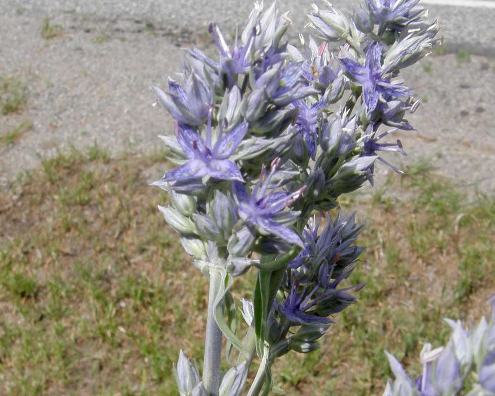 Flower Raceme<br>(Location of Picture: Leader Lake, Wa., USA, 2010)