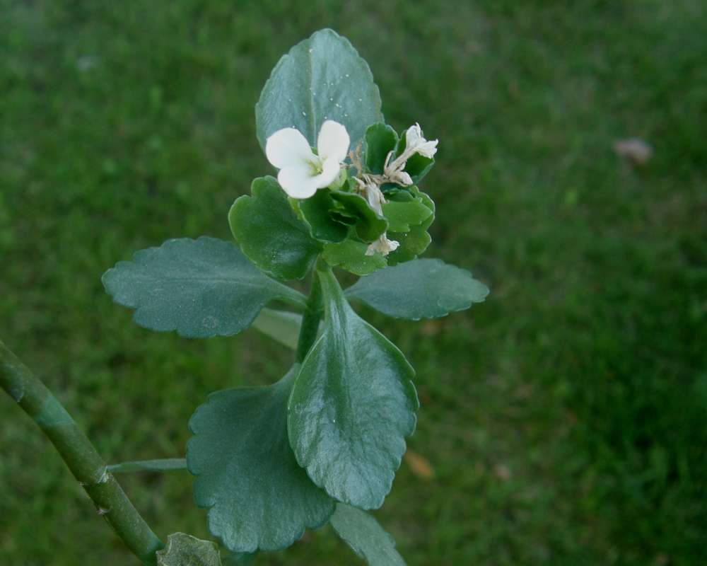 Top of Plant in Bloom<br>(Location of Picture: Private, Okanogan, Wa, USA, 2010)