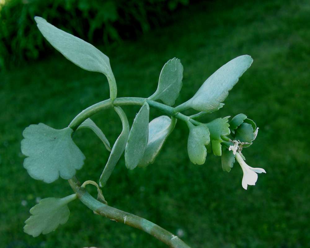 Top in Bloom Showing Flower Side<br>(Location of Picture: Private, Okanogan, Wa, USA, 2010)