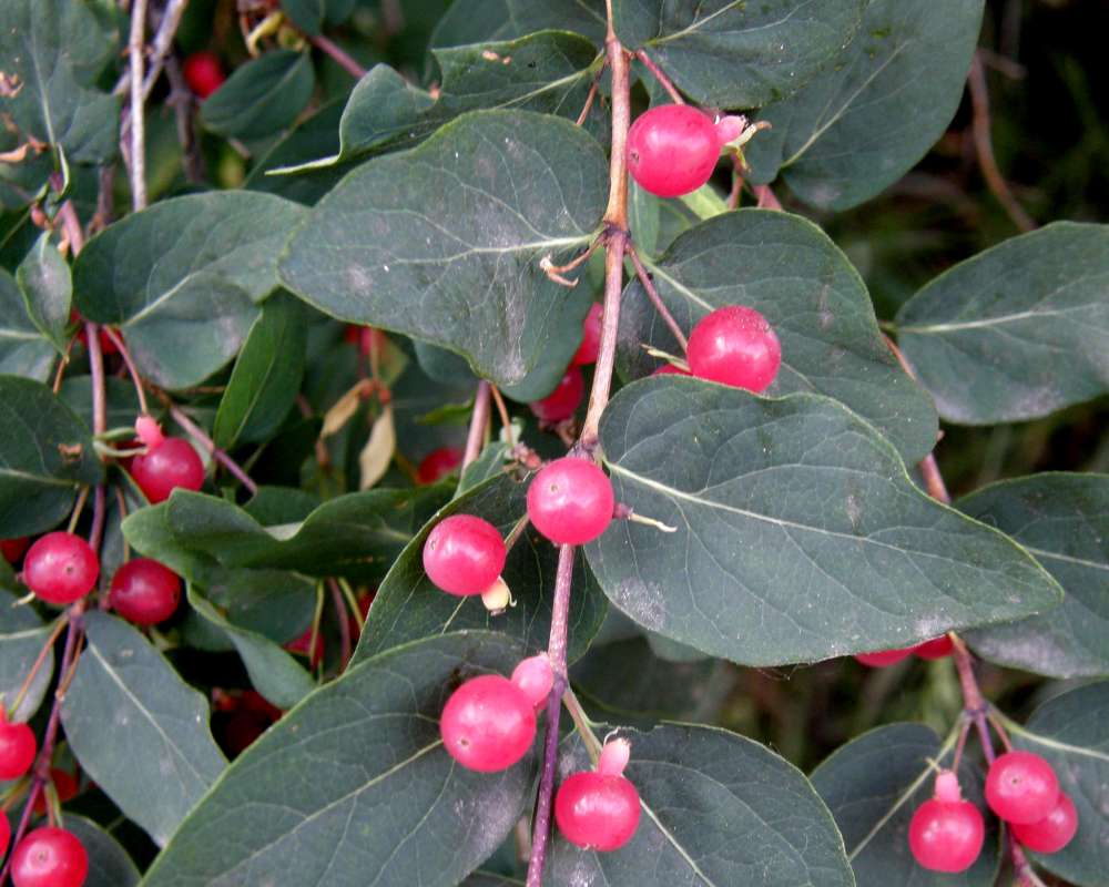Fruits<br>(Location of Picture: Omak, Washington, USA, 2010)