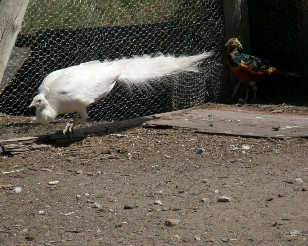 Albino - Farm View<br>(Location of Picture: Okanogan, Washington, USA, 2010)