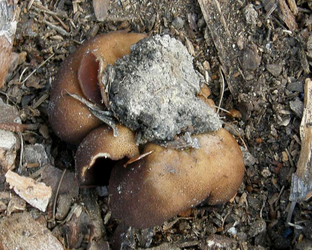 Ventral View<br>(Location of Picture: Loup Loup, Washington, USA, 2010)