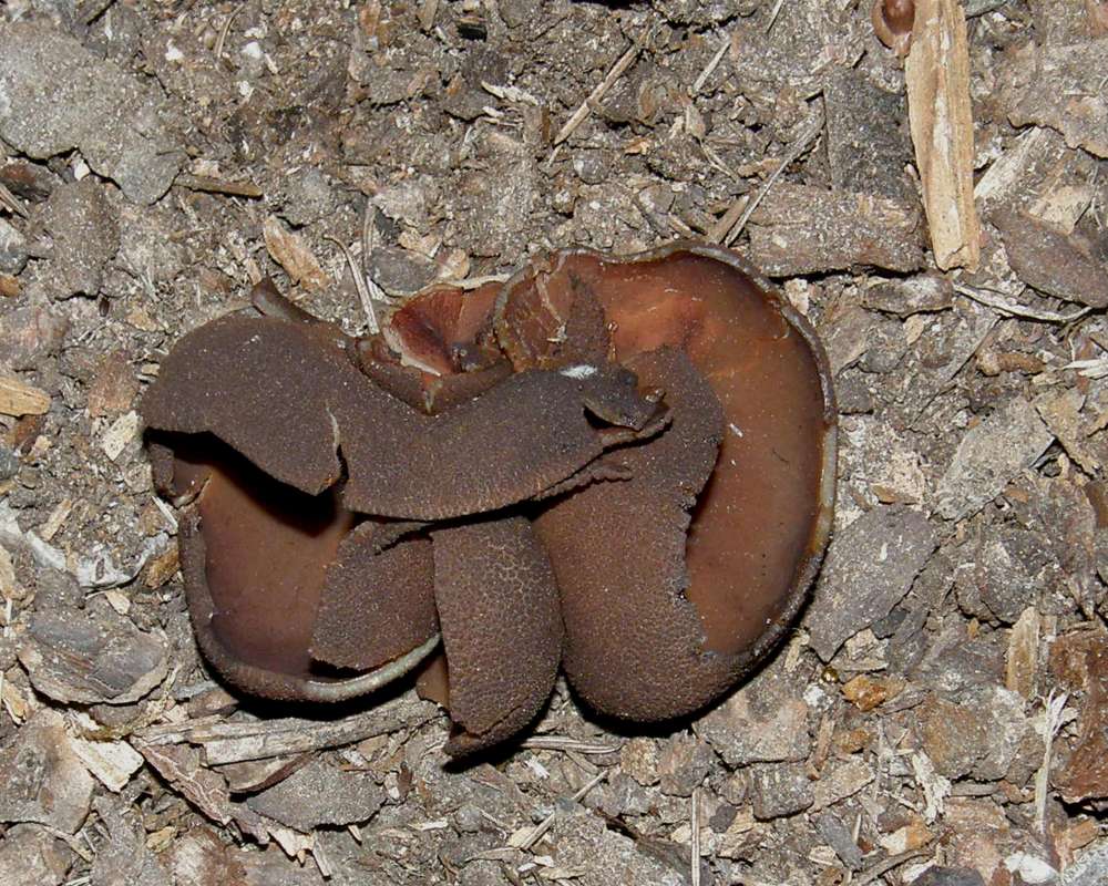 Silhouette<br>(Location of Picture: Loup Loup, Washington, USA, 2010)